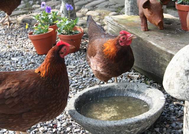 unsere-tiere-5